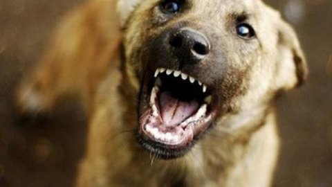 Собака напала на женщину с ребенком в Красных Баках