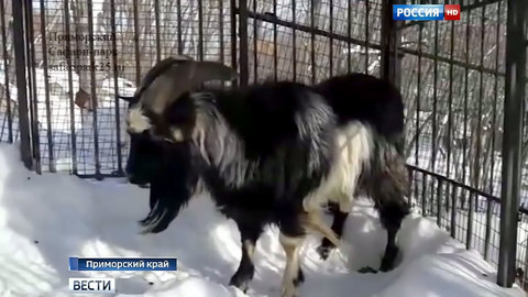Плюс Тимур: в Москве стало одним козлом больше