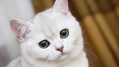 Живодёров хотят сажать на 5 лет