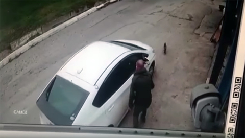 Во Владивостоке девушка намеренно переехала собаку на глазах у ее хозяина