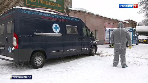 Птичий грипп в Подмосковье: к очагу инфекции не подпускают на 10 километров