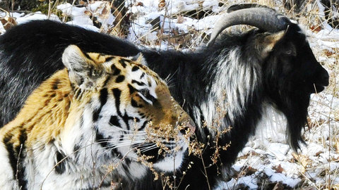 Тимур не вернется в вольер к Амуру