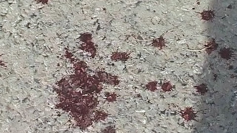 Месть за Деда Хасана? В Абхазии расстреляли вора в законе