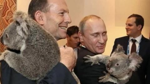 Коала, позировавшая с Путиным и Обамой, планирует поездку в Японию