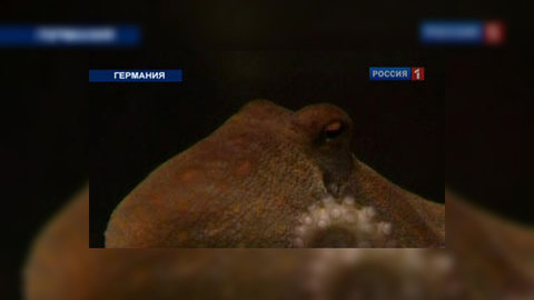 Осьминог-провидец Пауль спас тысячи сородичей