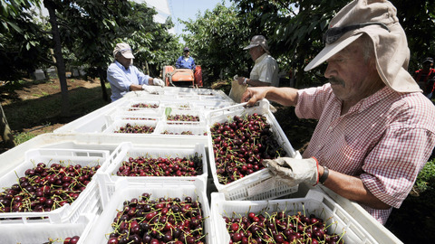 Россия и Чили начнут сотрудничество по поставкам сельхозпродукции
