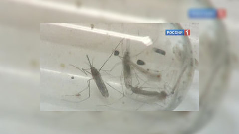 Вампиры атакуют: народные средства борьбы с комарами