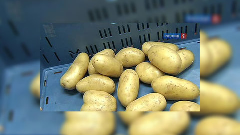 Эксперты: картофель не будет дороже 50 рублей