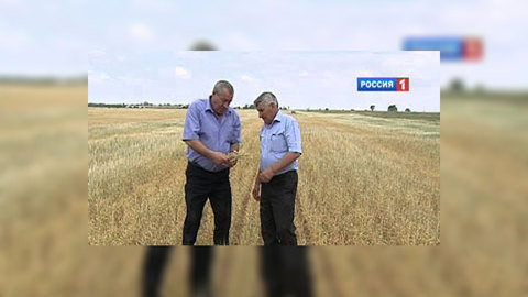 В Ростовской области от засухи гибнет пшеница