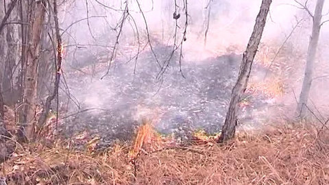 В Туве запрещено посещение лесов