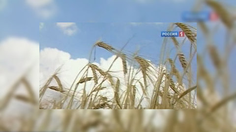 Пшеница может подорожать до $10 за бушель