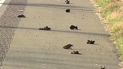 В США снова обнаружили погибших птиц