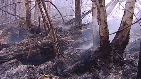 Площадь лесных пожаров в Забайкалье сократилась