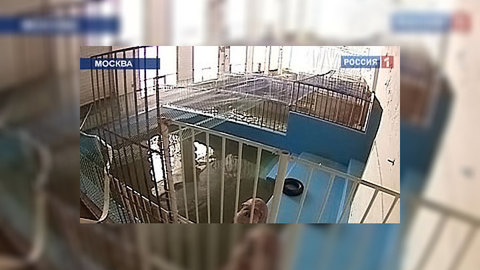 Экс-главу Московского дельфинария обвиняют в убийстве