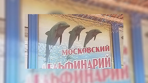 Московский дельфинарий снова закрылся на передел собственности