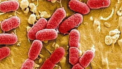 Эксперты: бактерия E.coli заражает питьевую воду