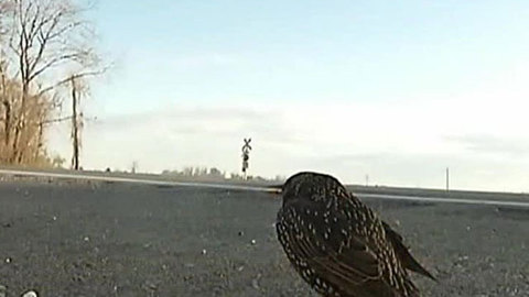 Массовая гибель птиц вызвала апокалиптические настроения