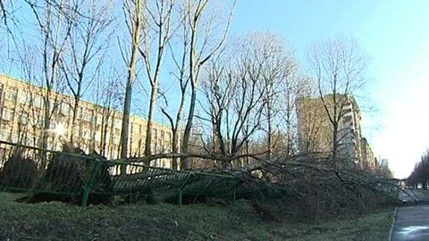 В Калининградской области устраняют последствия урагана