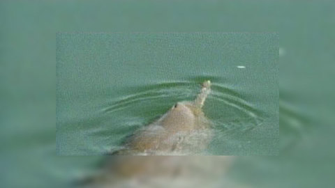 На Черном море дельфины из-за жары выбрасываются на берег