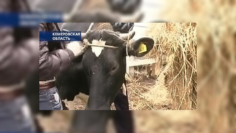 Кемерово: антикризисное молоко от дарёных коров