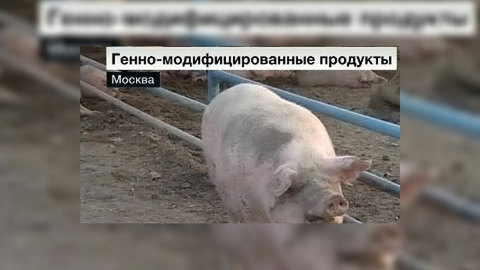 "День науки": ученые сомневаются в безопасности генно-модифицированных продуктов
