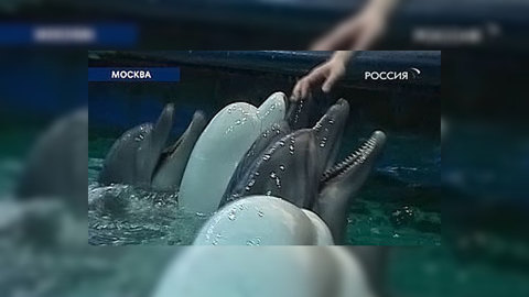Московский дельфинарий: пока люди спорят, животные гибнут