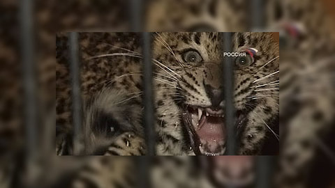 Животные в Новосибирском зоопарке по-разному восприняли затмение солнца