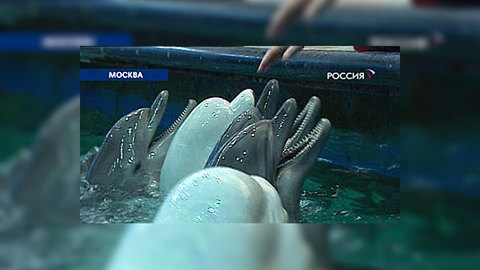 Московский дельфинарий закрыт из-за "кризиса власти"