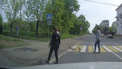 Москвичи помогли семейству красных уток перейти дорогу. Видео