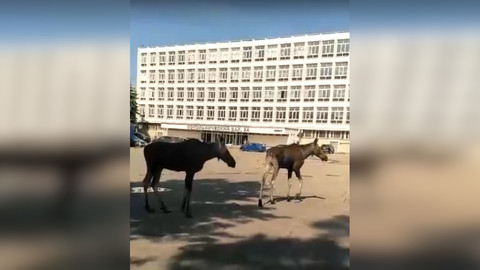 В Москву пришла пара лосей
