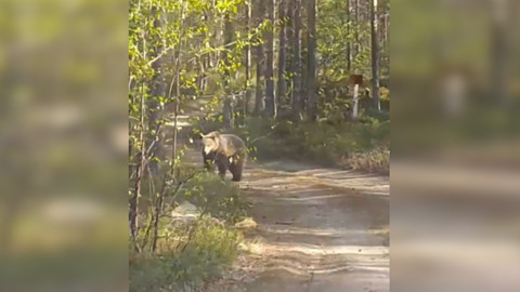Под Оленегорском медведь, охраняющий тушу лося, попал на видео