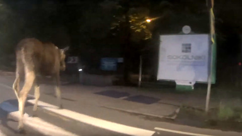 Прогуливающийся в парке "Сокольники" лось попал на видео