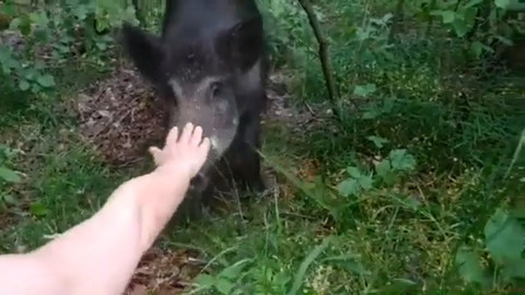 Дикий кабан повадился ходить на пляж под Рязанью и есть из рук отдыхающих