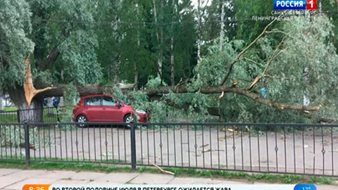 Последствия тропического шторма "Эдуард" в Петербурге устраняли сутки