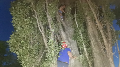В Липецке прохожие вызвали спасателей застрявшему в сучьях тополя мужчине