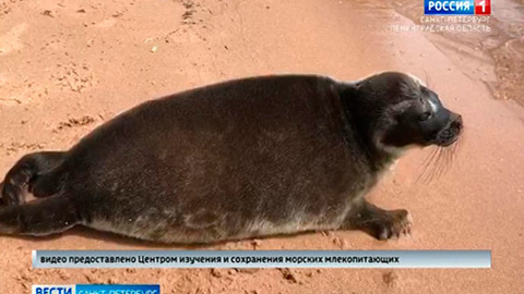 Нерпенок Шлиссик отказался возвращаться на свободу ради жизни с человеком
