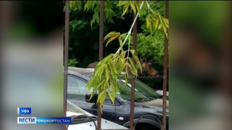 С рогами наперевес: лось прогулялся по автопарковке в Уфе