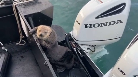 Морская выдра забралась в лодку ради спасения от косатки