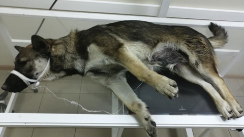 Пьяные живодеры выбросили щенка с пятого этажа