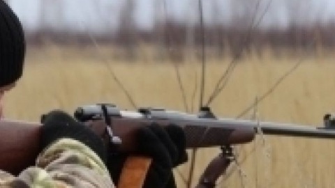В Прикамье браконьеры осуждены за отстрел 6 лосей