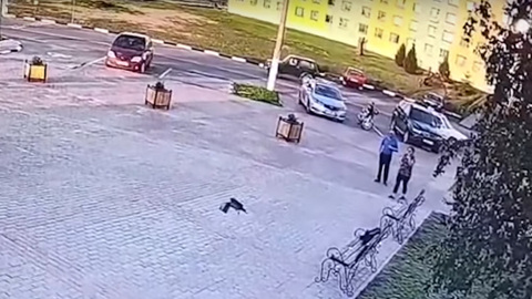 Ворона стащила украденные деньги и попала на видео