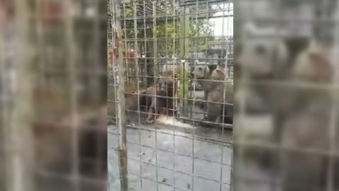 Загрызших мальчика сочинских медведей застрелили