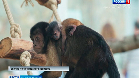 В Ленинградском зоопарке родился детеныш бурого капуцина