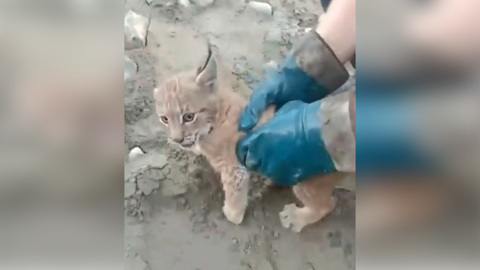 "Иди к мамке!": рабочие в Мурманской области поймали и отпустили рысенка. Видео