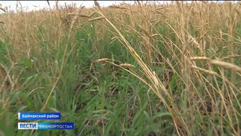 В Баймакском районе на смену засухе пришли затяжные дожди