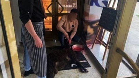 Прокуратура подтвердила, что в челнинском ТЦ зарезали барана. Виновных накажут