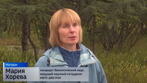 Ученые просят сохранить уникальные растения в лосовском лесу под Магаданом