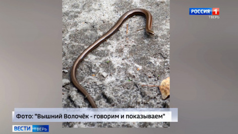 В Вышнем Волочке появились необычные змеевидные ящерицы из Красной книги