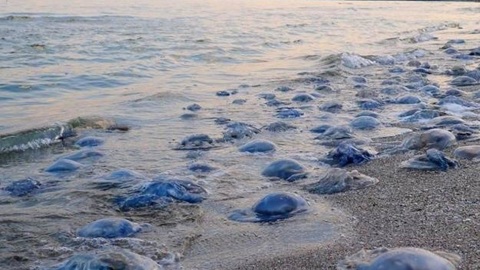 Нашествие медуз в Азовском море вызвано теплой погодой