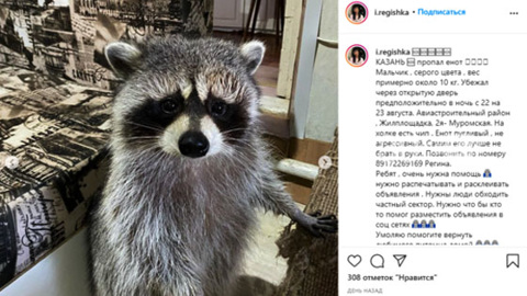 В Казани ищут енота, спасенного из лап браконьеров